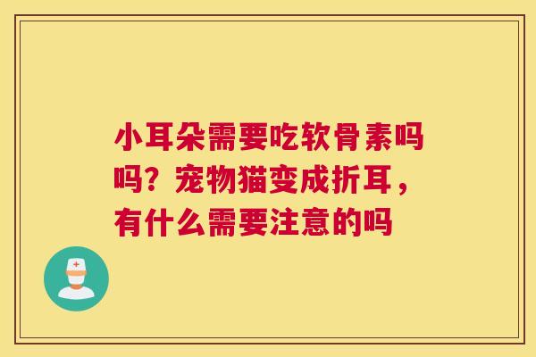 小耳朵需要吃软骨素吗吗?宠物猫变成折耳,有什么需要注意的吗 小耳朵需要吃软骨素吗吗?宠物猫变成折耳,有什么需要注意的吗