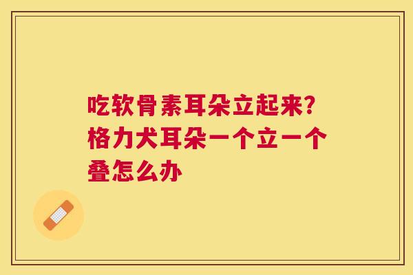 吃软骨素耳朵立起来？格力犬耳朵一个立一个叠怎么办