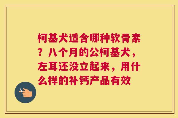 柯基犬适合哪种软骨素？八个月的公柯基犬，左耳还没立起来，用什么样的补钙产品有效