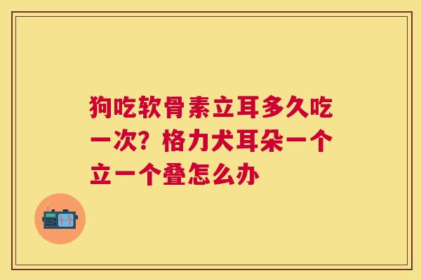 狗吃软骨素立耳多久吃一次？格力犬耳朵一个立一个叠怎么办