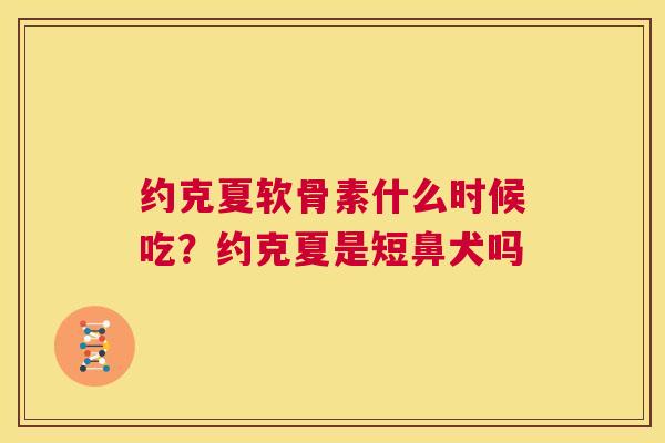 约克夏软骨素什么时候吃？约克夏是短鼻犬吗