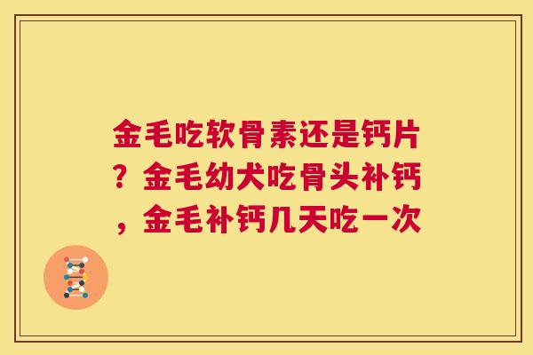 金毛吃软骨素还是钙片？金毛幼犬吃骨头补钙，金毛补钙几天吃一次