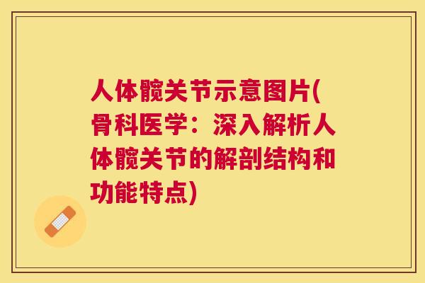 人体髋关节示意图片(骨科医学：深入解析人体髋关节的解剖结构和功能特点)