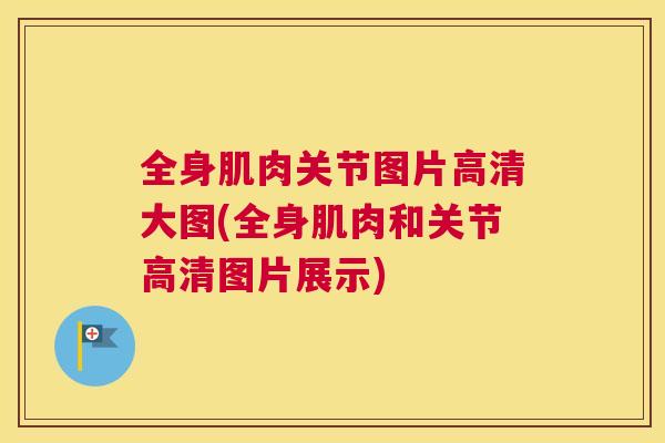 全身肌肉关节图片高清大图(全身肌肉和关节高清图片展示)