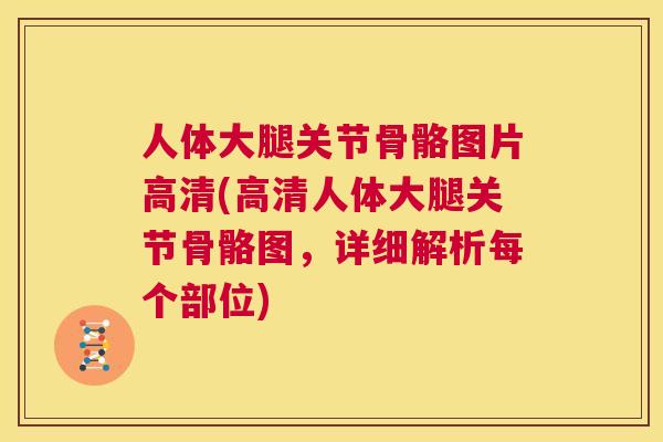 人体大腿关节骨骼图片高清(高清人体大腿关节骨骼图，详细解析每个部位)