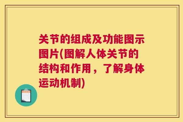 关节的组成及功能图示图片(图解人体关节的结构和作用，了解身体运动机制)