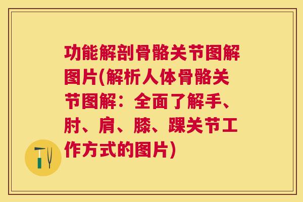 功能解剖骨骼关节图解图片(解析人体骨骼关节图解：全面了解手、肘、肩、膝、踝关节工作方式的图片)