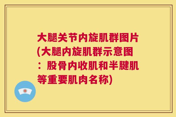 大腿关节内旋肌群图片(大腿内旋肌群示意图：股骨内收肌和半腱肌等重要肌肉名称)