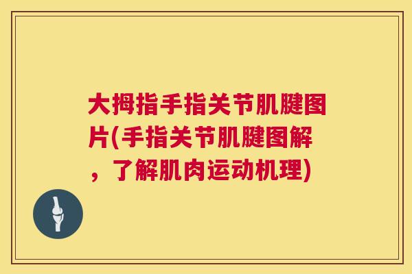 大拇指手指关节肌腱图片(手指关节肌腱图解,了解肌肉运动机理) 大拇指手指关节肌腱图片(手指关节肌腱图解,了解肌肉运动机理)