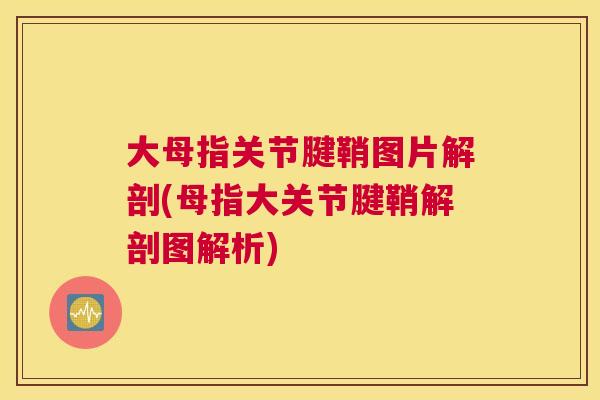 大母指关节腱鞘图片解剖(母指大关节腱鞘解剖图解析)