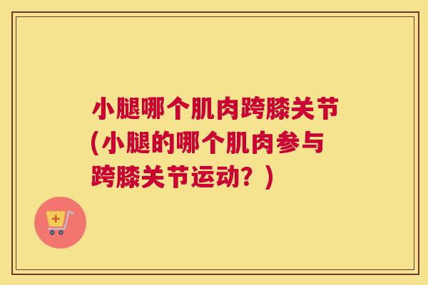 小腿哪个肌肉跨膝关节(小腿的哪个肌肉参与跨膝关节运动？)
