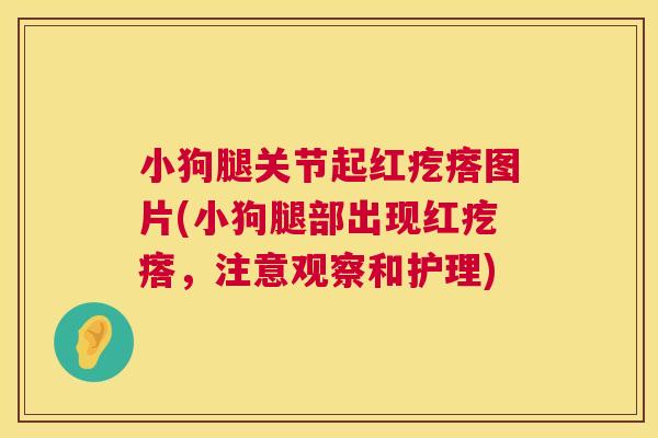 小狗腿关节起红疙瘩图片(小狗腿部出现红疙瘩，注意观察和护理)