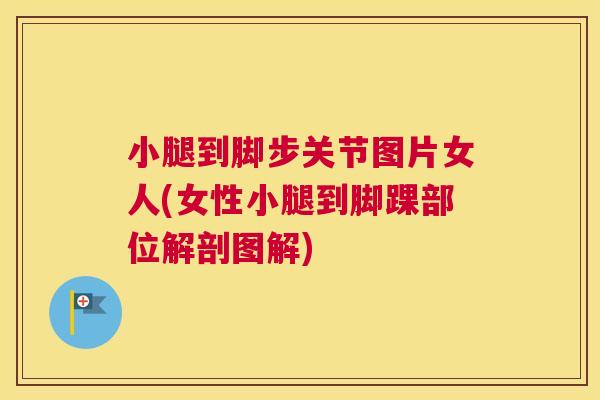 小腿到脚步关节图片女人(女性小腿到脚踝部位解剖图解)