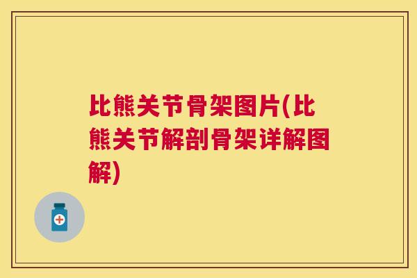 比熊关节骨架图片(比熊关节解剖骨架详解图解)