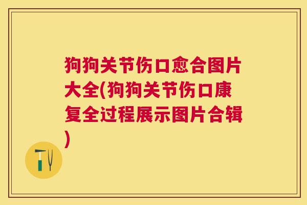 狗狗关节伤口愈合图片大全(狗狗关节伤口康复全过程展示图片合辑)