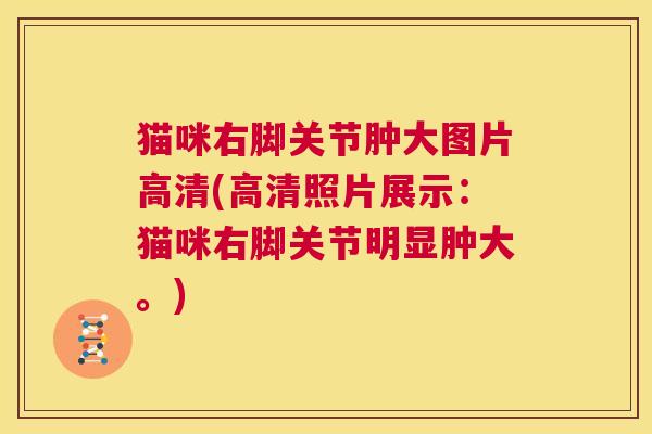 猫咪右脚关节肿大图片高清(高清照片展示：猫咪右脚关节明显肿大。)