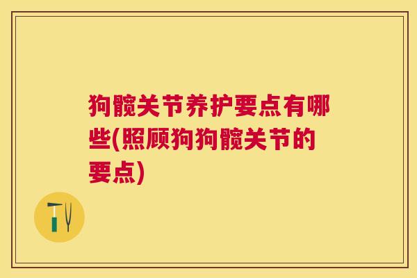 狗髋关节养护要点有哪些(照顾狗狗髋关节的要点)