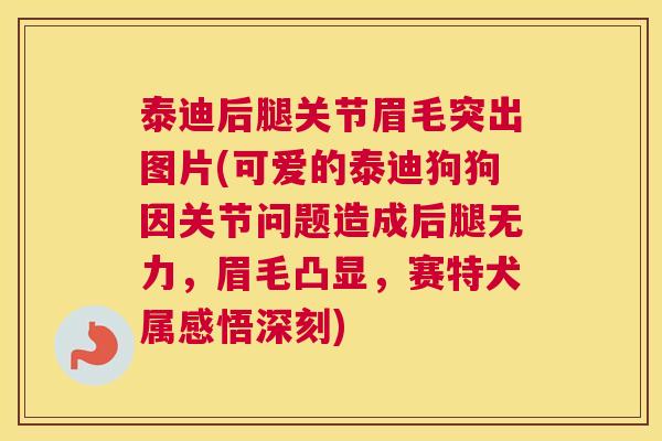 泰迪后腿关节眉毛突出图片(可爱的泰迪狗狗因关节问题造成后腿无力，眉毛凸显，赛特犬属感悟深刻)