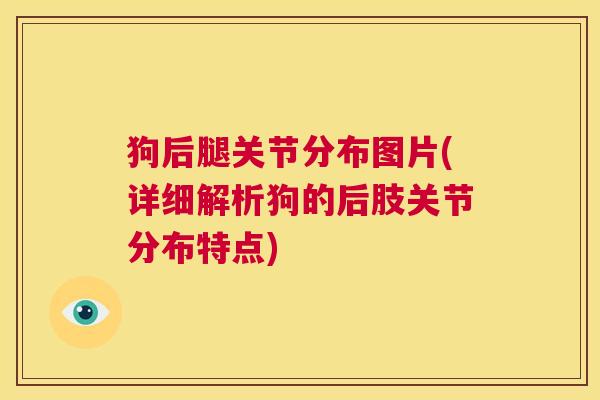 狗后腿关节分布图片(详细解析狗的后肢关节分布特点)