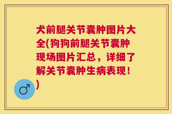 犬前腿关节囊肿图片大全(狗狗前腿关节囊肿现场图片汇总，详细了解关节囊肿生病表现！)