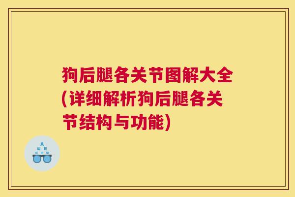 狗后腿各关节图解大全(详细解析狗后腿各关节结构与功能)