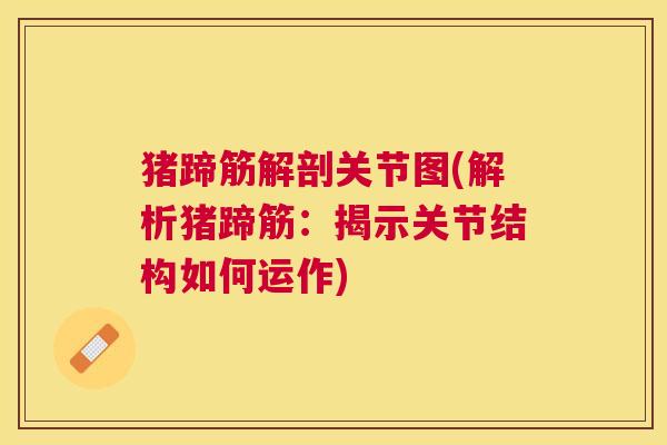 猪蹄筋解剖关节图(解析猪蹄筋:揭示关节结构如何运作) 猪蹄筋解剖关节图(解析猪蹄筋:揭示关节结构如何运作)