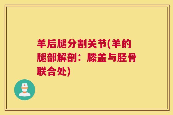 羊后腿分割关节(羊的腿部解剖：膝盖与胫骨联合处)