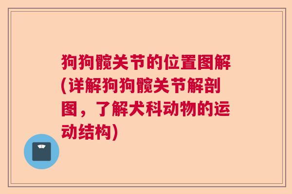 狗狗髋关节的位置图解(详解狗狗髋关节解剖图，了解犬科动物的运动结构)