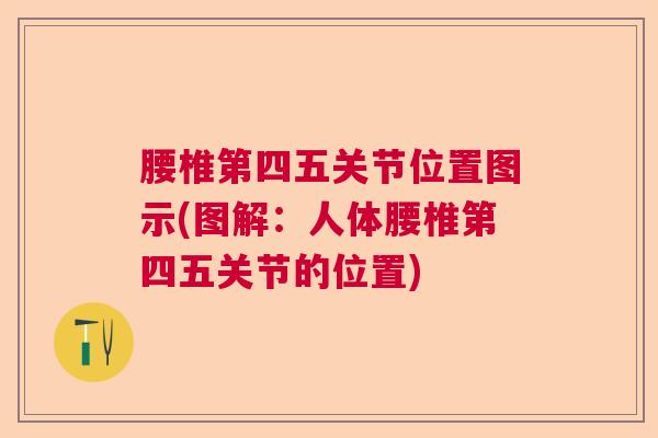 腰椎第四五关节位置图示(图解：人体腰椎第四五关节的位置)
