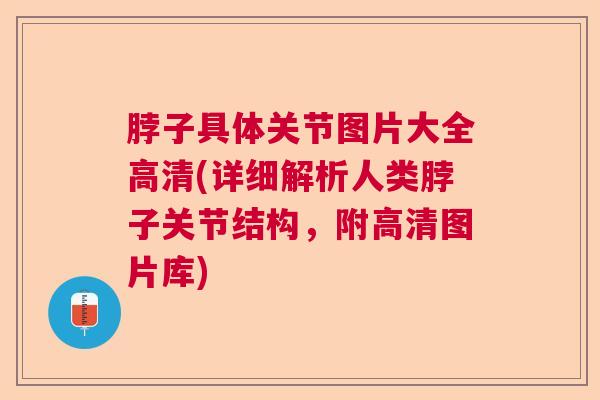 脖子具体关节图片大全高清(详细解析人类脖子关节结构，附高清图片库)