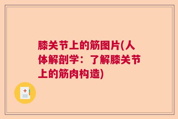 膝关节上的筋图片(人体解剖学：了解膝关节上的筋肉构造)