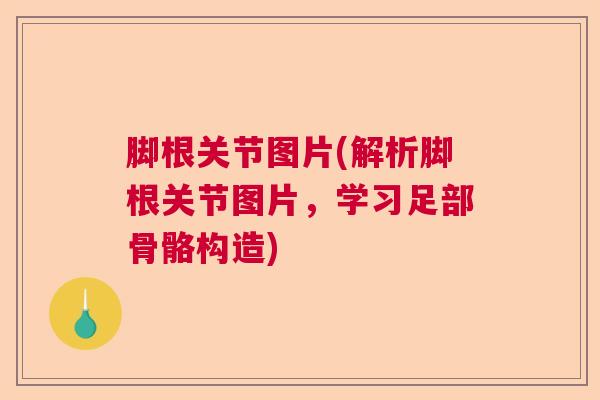 脚根关节图片(解析脚根关节图片，学习足部骨骼构造)