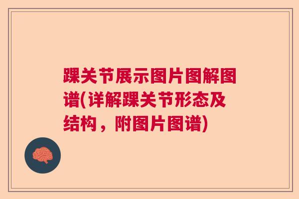 踝关节展示图片图解图谱(详解踝关节形态及结构,附图片图谱) 踝关节展示图片图解图谱(详解踝关节形态及结构,附图片图谱)